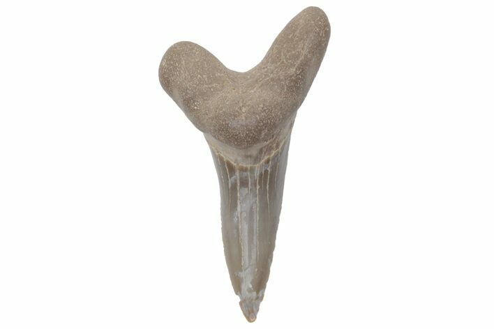 Fossil Ginsu Shark (Cretoxyrhina) Tooth - Kansas #219148